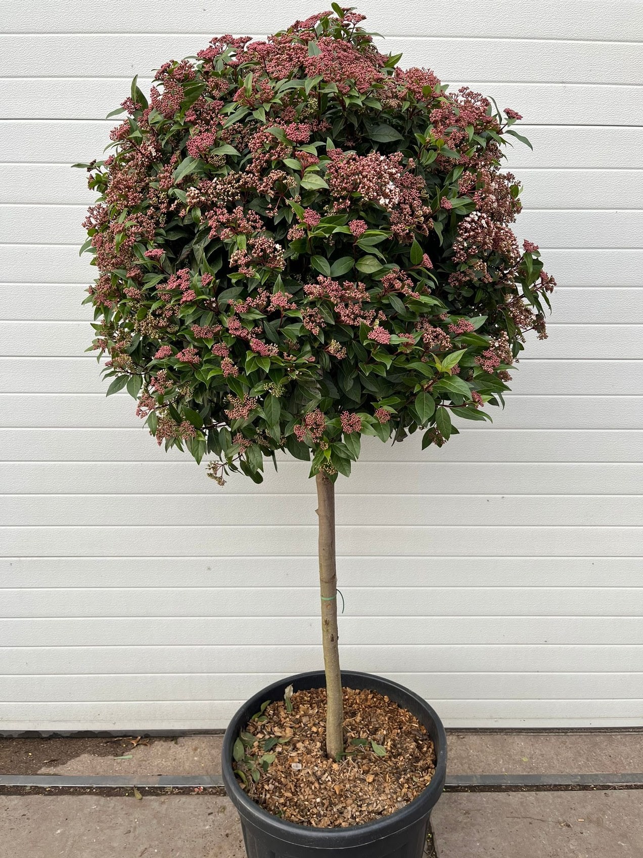 Sneeuwbal (viburnum tinus)