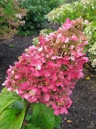 Pluimhortensia Pinky Winky