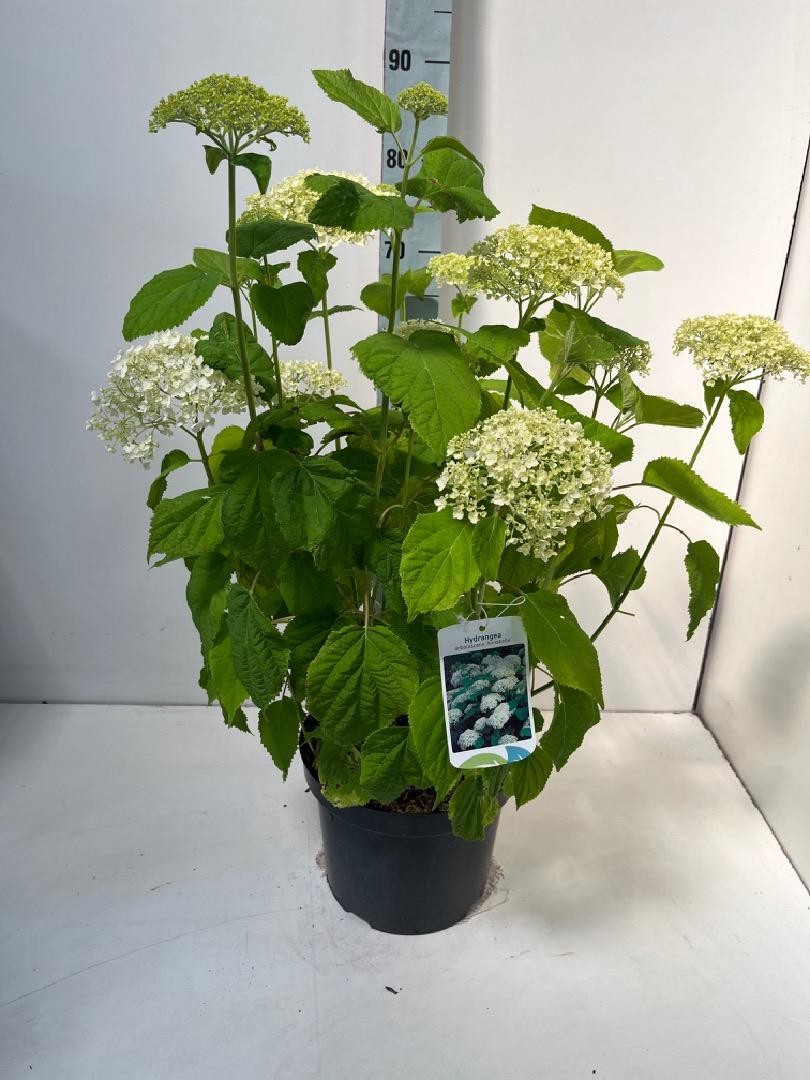 Hortensia Annabelle
