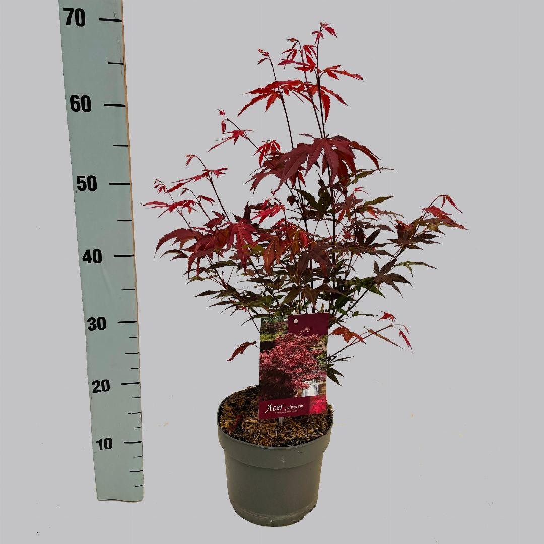 Acer palmatum Atropurpureum