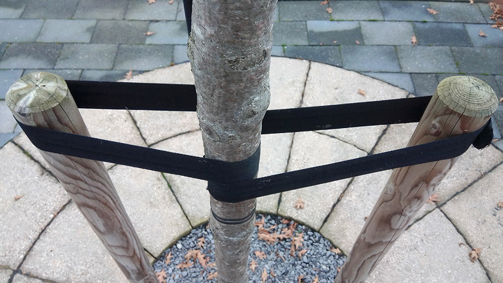 Bomen vastgezet met boomband aan boompalen